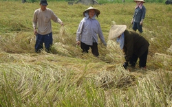 Hà Nội: Lợi ích lớn từ dồn điền đổi thửa