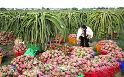 Quảng bá nông sản Việt tại thị trường Nga
