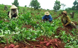 Bón Phân NPK  Văn Điển cho cây khoai lang