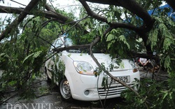 Hà Nội tổng kiểm tra tình hình cây xanh, đối phó bão