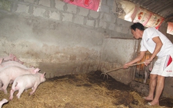 Kiểm tra vấn đề bất hợp lý trong hỗ trợ chăn nuôi lợn báo NTNN nêu