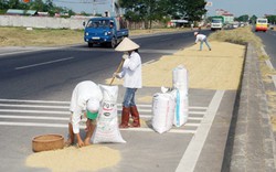 Chuyên môn hóa để giải bài toán yếu kém công nghệ sau thu hoạch