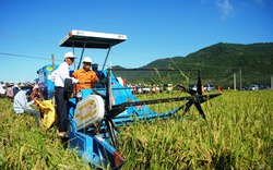 Thanh Hóa: Lúa lai vẫn chiếm ưu thế
