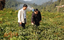 Trồng cao su làm giàu