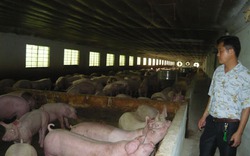 Đồng Nai: Người chăn nuôi cạn vốn