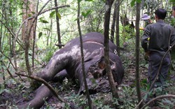 2 voi rừng bị giết hại, đục đầu cắt ngà