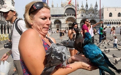 Italia nhuộm lông sặc sỡ cho chim bồ câu