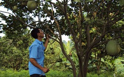 Bảo vệ vườn cây ăn trái mùa mưa lũ