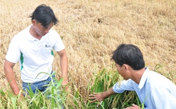 Cà Mau: Rầy nâu làm thiệt hại 30% sản lượng lúa