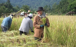 Báo cáo của ADB: ASEAN có thể giúp tránh sốc giá gạo