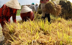 Hỗ trợ nông dân tạm trữ lúa, gạo