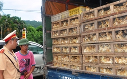 Bắt 26.000 con gà giống nhập lậu từ Trung Quốc