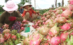 Sản phẩm VietGAP còn “áo gấm đi đêm”