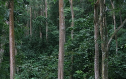 Xuyên rừng quốc gia Pù Mát: Kỳ bí “địa đàng xanh”