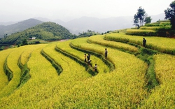 Hủy lễ hội ruộng bậc thang Mù Cang Chải