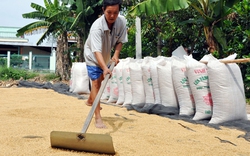 Dự thảo quy chế tạm trữ lúa gạo mới: Cứng nhắc, không khả thi!