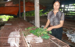 Nuôi thỏ xuất khẩu tại Lục Ngạn: Nông dân lớn tuổi khởi nghiệp