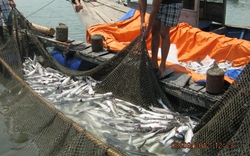 Cá nuôi bè trên sông Chà Và chết hàng loạt