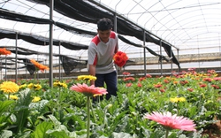 Đà Lạt - thành phố nông nghiệp công nghệ cao