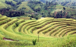 Ruộng bậc thang Hoàng Su Phì thành di tích quốc gia