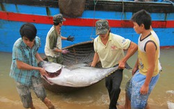 Đưa cá ngừ thành loại cá xuất khẩu chủ lực