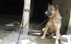Thừa Thiên - Huế: Xử tù 2 kẻ trộm chó