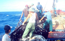 Tranh chấp Biển Đông làm ảnh hưởng nghề cá