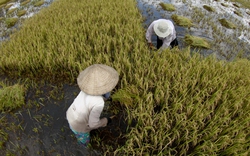Vụ đông xuân 2012 - 2013: Tăng cường trồng lúa chất lượng cao