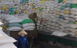 Giấy phép xuất khẩu gạo: Cuộc chạy đua có nguy cơ gây lãng phí