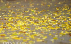 Lãng đãng mùa lá rụng trên phố Hà Nội thu
