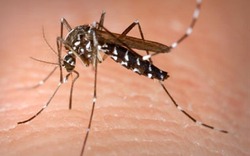 Muỗi lạ ở Đà Nẵng có thực sự nguy hiểm?