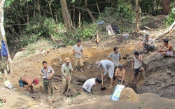 Tin đồn trúng kỳ nam: Cày xới rừng tan hoang