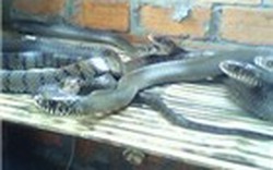 Hà Nam: Dân đổ xô nuôi rắn, mong thành tỷ phú
