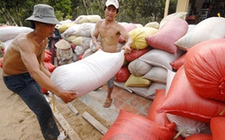 Cho nông dân tạm trữ lúa gạo: Sẽ không “bàn lùi”