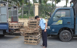 Gà lậu Trung Quốc  lại tràn vào Việt Nam