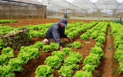 Quản lý nông sản thực phẩm theo chuỗi: Sản phẩm an toàn hơn