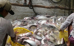Kiểm tra thực hiện  chính sách về cá tra