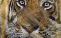 Thợ săn trộm giết hổ trong vườn thú
