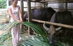 Dạy nghề cho lao động miền núi: Khó khăn, thiếu thốn trăm bề