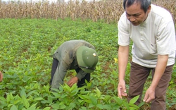 Hai giống đậu tương rau chịu nhiệt