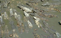 Lao xuống hồ cá sấu tự tử vì bị trầm cảm