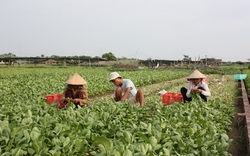 Hà Nội: Mở rộng diện tích trồng rau an toàn trên 8.100ha