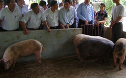 Sớm nhân rộng mô hình nuôi lợn... không tắm