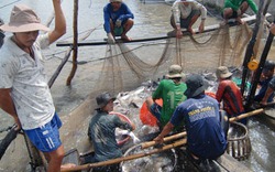 Giá cá tra rớt đáy: Người nuôi rục rịch bỏ nghề