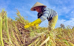 Giá lúa chỉ  “tăng cho có”