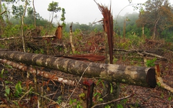 Khánh Hòa: Yêu cầu điều tra vụ phá 25ha rừng phòng hộ