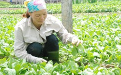 Mở lối cho rau an toàn