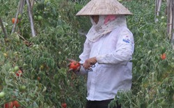 Lâm Đồng: Xuất hiện dịch hại mới ở cây cà chua