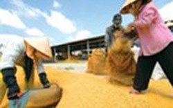 Giá gạo Việt Nam rẻ nhất thế giới