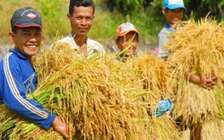 Người trồng lúa thơm  vui vì có lãi